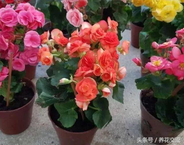 七度银饰的银饰应该怎么保养呢，七度银饰的银饰应该怎么保养呢图片（盆栽的秋海棠养在室内不注意这5个问题）