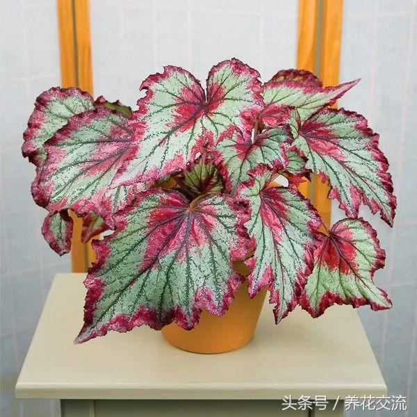 七度银饰的银饰应该怎么保养呢，七度银饰的银饰应该怎么保养呢图片（盆栽的秋海棠养在室内不注意这5个问题）