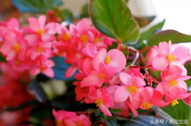 七度银饰的银饰应该怎么保养呢，七度银饰的银饰应该怎么保养呢图片（盆栽的秋海棠养在室内不注意这5个问题）