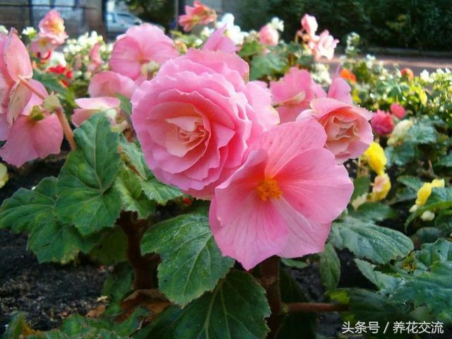 七度银饰的银饰应该怎么保养呢，七度银饰的银饰应该怎么保养呢图片（盆栽的秋海棠养在室内不注意这5个问题）