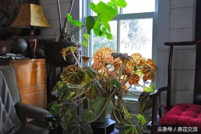 七度银饰的银饰应该怎么保养呢，七度银饰的银饰应该怎么保养呢图片（盆栽的秋海棠养在室内不注意这5个问题）