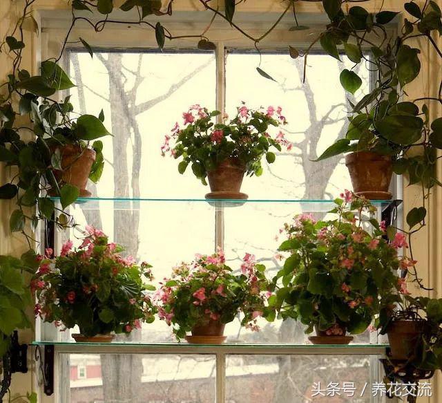 七度银饰的银饰应该怎么保养呢，七度银饰的银饰应该怎么保养呢图片（盆栽的秋海棠养在室内不注意这5个问题）