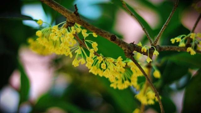 只有桂花香暗飘过，八月桂花香歌词（九月过半，又到桂花飘香时）