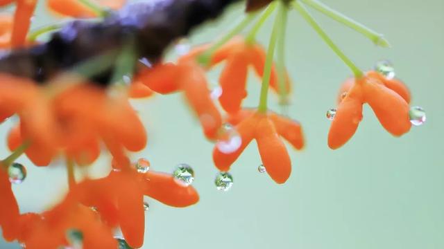 只有桂花香暗飘过，八月桂花香歌词（九月过半，又到桂花飘香时）