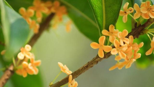 只有桂花香暗飄過,八月桂花香歌詞(九月過半,又到桂花飄香時)