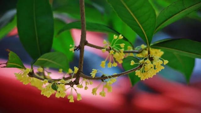 只有桂花香暗飘过，八月桂花香歌词（九月过半，又到桂花飘香时）