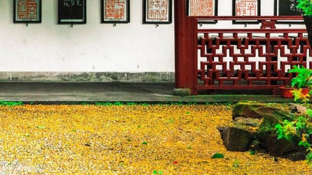 只有桂花香暗飘过，八月桂花香歌词（九月过半，又到桂花飘香时）