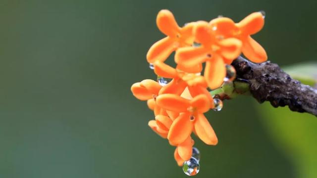 只有桂花香暗飘过，八月桂花香歌词（九月过半，又到桂花飘香时）