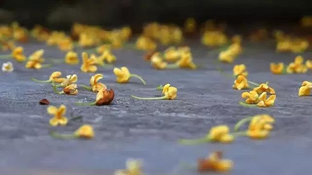 只有桂花香暗飘过，八月桂花香歌词（九月过半，又到桂花飘香时）