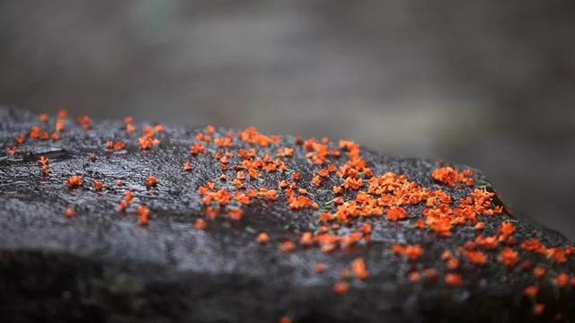 只有桂花香暗飘过，八月桂花香歌词（九月过半，又到桂花飘香时）