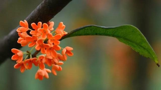 只有桂花香暗飘过，八月桂花香歌词（九月过半，又到桂花飘香时）