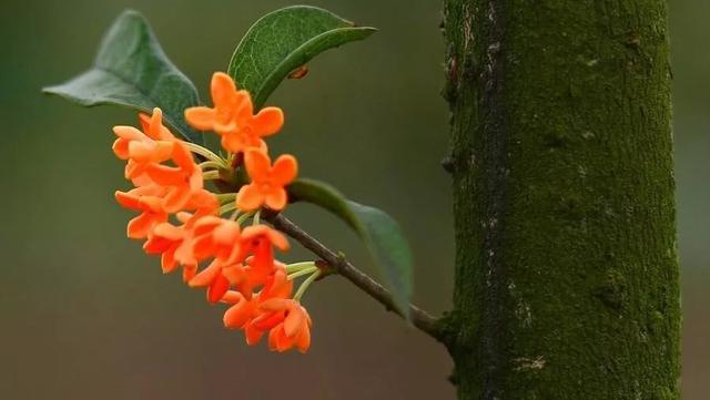 只有桂花香暗飄過,八月桂花香歌詞(九月過半,又到桂花飄香時)