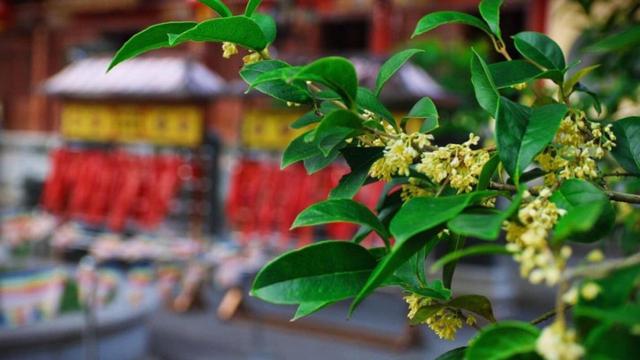 只有桂花香暗飘过，八月桂花香歌词（九月过半，又到桂花飘香时）