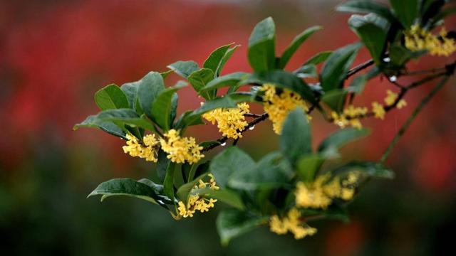 只有桂花香暗飘过，八月桂花香歌词（九月过半，又到桂花飘香时）