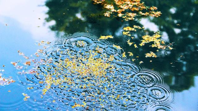 只有桂花香暗飘过，八月桂花香歌词（九月过半，又到桂花飘香时）