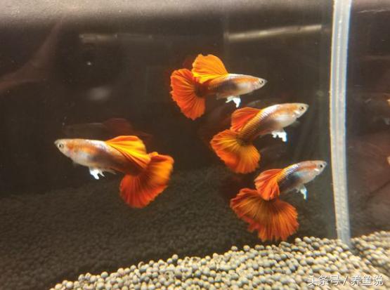 怎么挑巴西红扇孔雀鱼，浓浓中国风的孔雀鱼