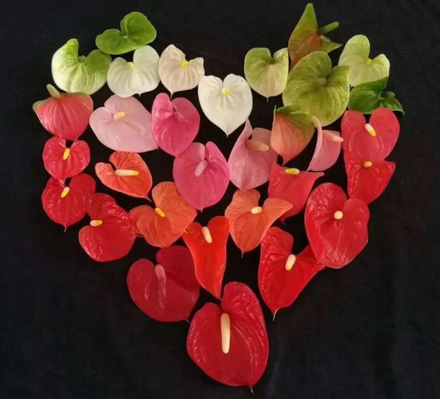 红掌盆栽怎么养，红掌盆栽的养殖方法（养盆“大红掌”）