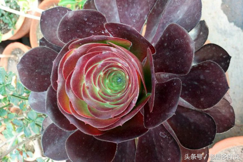 多肉植物法师品种介绍之巫毒法师