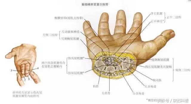 女性玉手镯千万不要戴在左手，女性玉手镯千万不要戴在左手上（今天才知道，快告诉家人……）