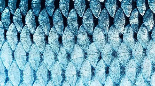 鱼泡是鱼的什么器官，鱼鳔是鱼的什么部位（鱼身上的这个部位，千万不要吃）