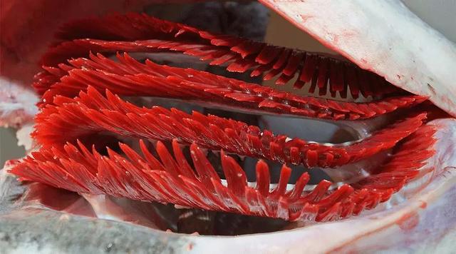 鱼泡是鱼的什么器官，鱼鳔是鱼的什么部位（鱼身上的这个部位，千万不要吃）