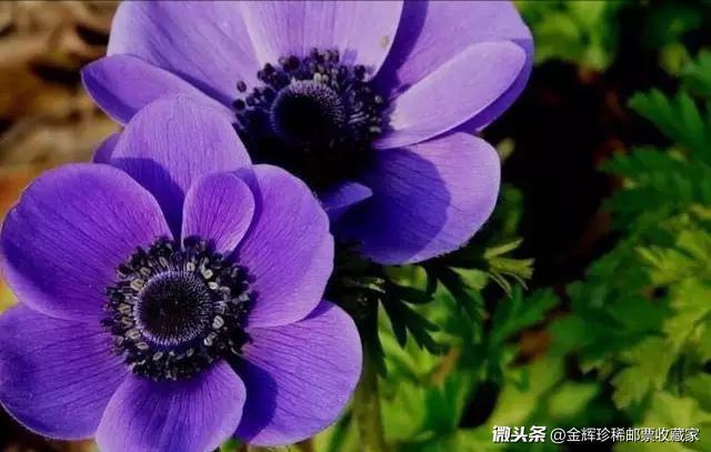 赋得自君之出矣，赋得自君之出矣古诗和意思（赋得自君之出矣古诗的意思）