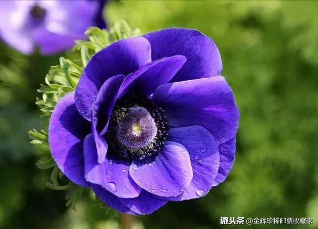 赋得自君之出矣，赋得自君之出矣古诗和意思（赋得自君之出矣古诗的意思）