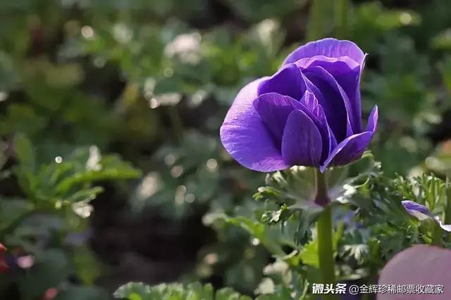 赋得自君之出矣，赋得自君之出矣古诗和意思（赋得自君之出矣古诗的意思）