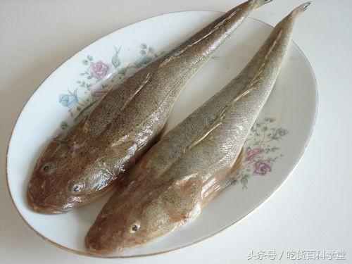 无刺鱼有哪些，第3种很多人都没见过（无刺鱼有哪些煎鱼）