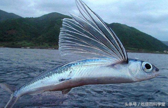 无刺鱼有哪些，第3种很多人都没见过（无刺鱼有哪些煎鱼）