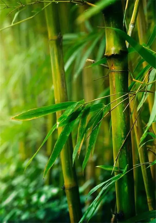 有缘千里来相会下一句，“有缘千里来相会”的下一句到底是什么（“有缘千里来相会”的下一句是什么）