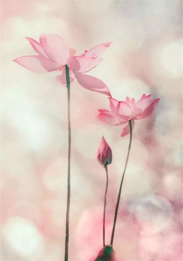 有缘千里来相会下一句，“有缘千里来相会”的下一句到底是什么（“有缘千里来相会”的下一句是什么）