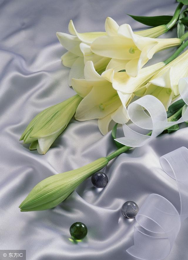 哈巴狗比喻什么人，哈巴狗比喻什么人（喜欢请收藏）