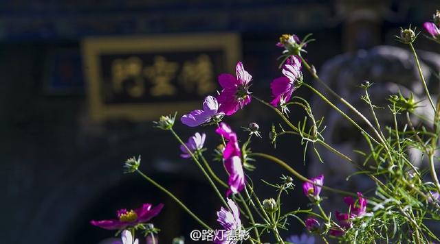 化州在哪里，化州橘红的化州在哪里（中国共有17个南山寺）