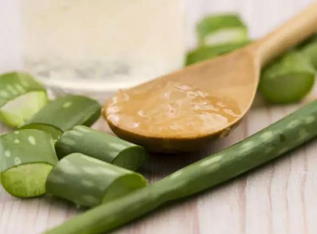 鲜芦荟的功效与作用和用法，芦荟的功效与作用的正确用法（最安全健康“保护伞”，值）