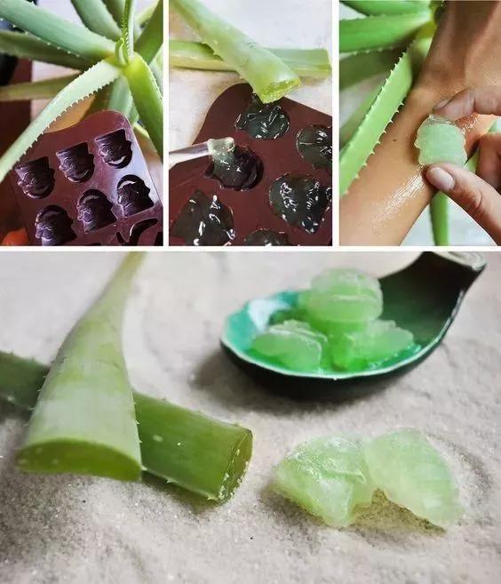 鲜芦荟的功效与作用和用法，芦荟的功效与作用的正确用法（最安全健康“保护伞”，值）