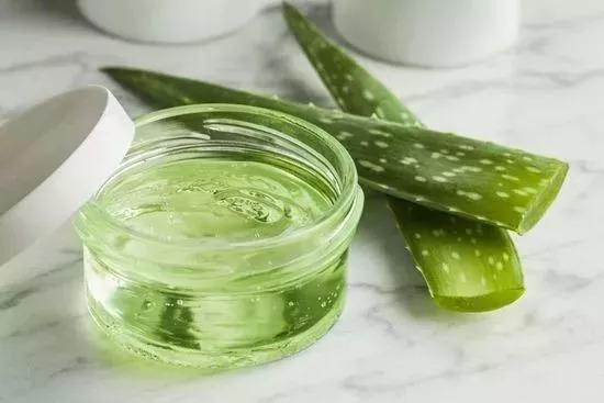 鲜芦荟的功效与作用和用法，芦荟的功效与作用的正确用法（最安全健康“保护伞”，值）