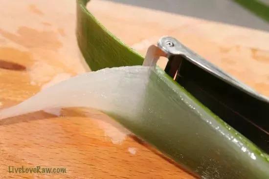 鲜芦荟的功效与作用和用法，芦荟的功效与作用的正确用法（最安全健康“保护伞”，值）