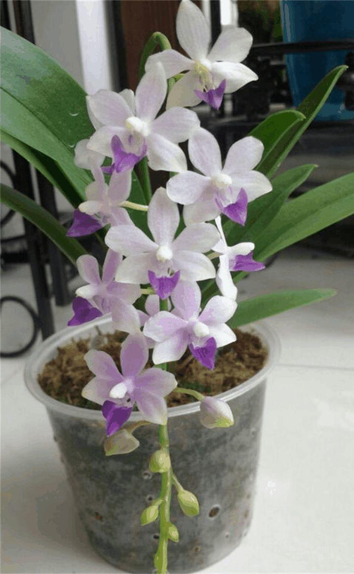已经开过花的蝴蝶兰要怎么养(年年冬天都能开!) - 彝家农业网