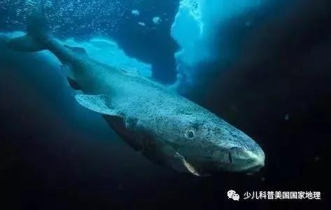 世界上三大可怕的鲨鱼，世界上三大可怕的鲨鱼图片（世界上外形最奇怪的7种鲨鱼）