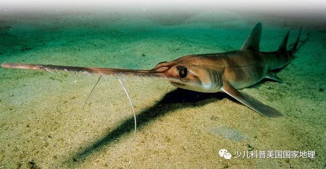 世界上三大可怕的鲨鱼，世界上三大可怕的鲨鱼图片（世界上外形最奇怪的7种鲨鱼）