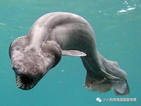世界上三大可怕的鲨鱼，世界上三大可怕的鲨鱼图片（世界上外形最奇怪的7种鲨鱼）
