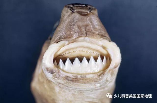 世界上三大可怕的鲨鱼，世界上三大可怕的鲨鱼图片（世界上外形最奇怪的7种鲨鱼）