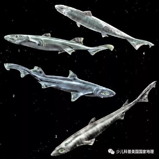世界上三大可怕的鲨鱼，世界上三大可怕的鲨鱼图片（世界上外形最奇怪的7种鲨鱼）