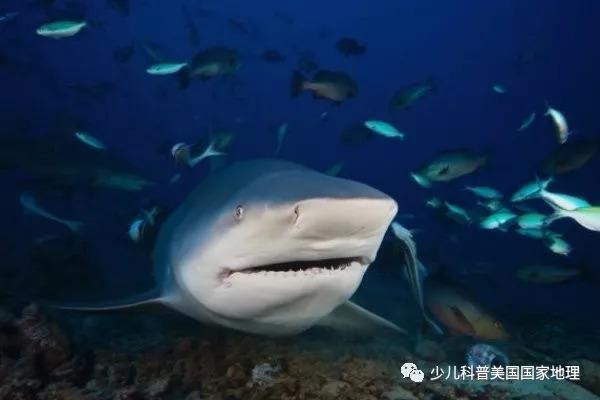 世界上三大可怕的鲨鱼，世界上三大可怕的鲨鱼图片（世界上外形最奇怪的7种鲨鱼）