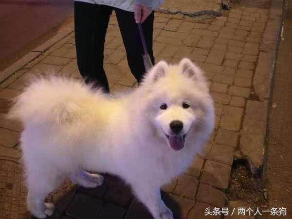 萨摩耶能长多大普通的，大家心目中的微笑天使原来是这样的