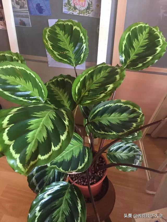 辨别花店中的常见的观赏竹芋，辨别花店中的常见的观赏竹芋有哪些（比孔雀竹芋还好看的观赏竹芋品种）