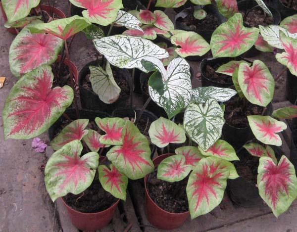 花叶芋的栽培管理，花魔芋的种植技术与管理（光照土壤要注意）