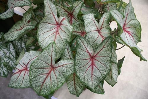 花叶芋的栽培管理，花魔芋的种植技术与管理（光照土壤要注意）