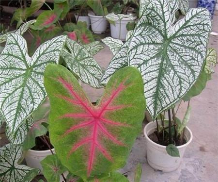 花叶芋的栽培管理，花魔芋的种植技术与管理（光照土壤要注意）